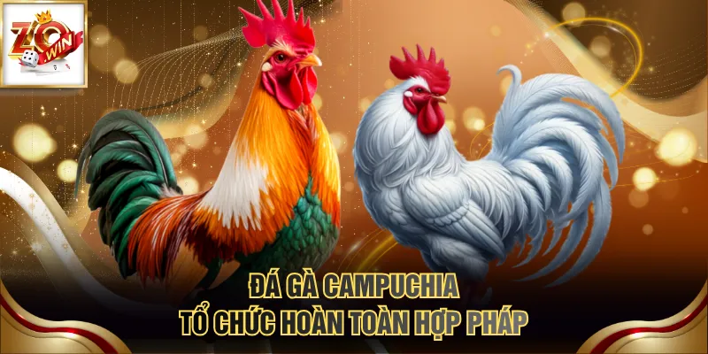 Đá gà Campuchia tổ chức hoàn toàn hợp pháp