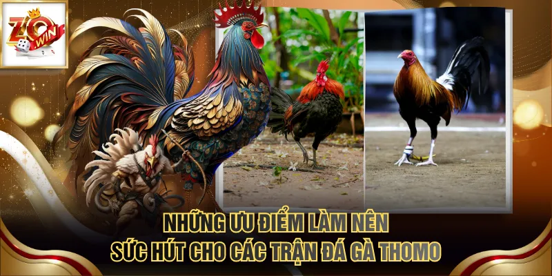 Những ưu điểm làm nên sức hút cho các trận đá gà Thomo