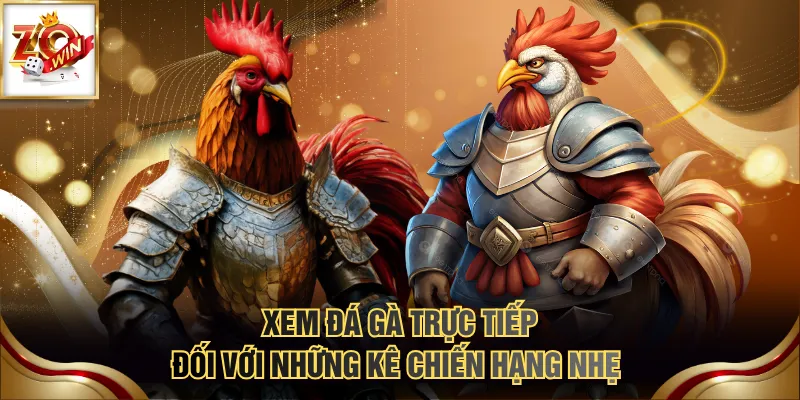 Xem đá gà trực tiếp đối với những kê chiến hạng nhẹ 